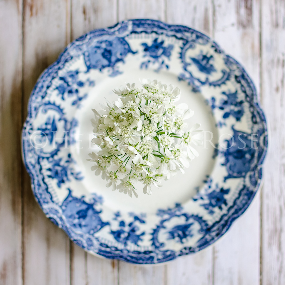 Orlaya grandiflora (White Lace Flower)