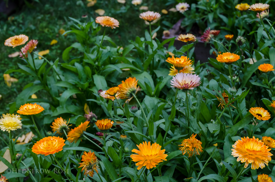 Calendula officianalis via Hedgerow Rose - 2