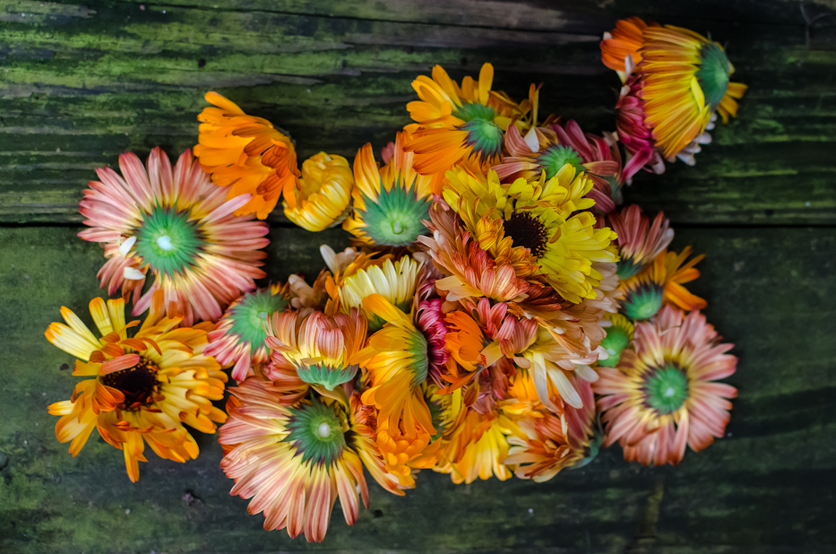 Calendula officianalis via Hedgerow Rose - 3