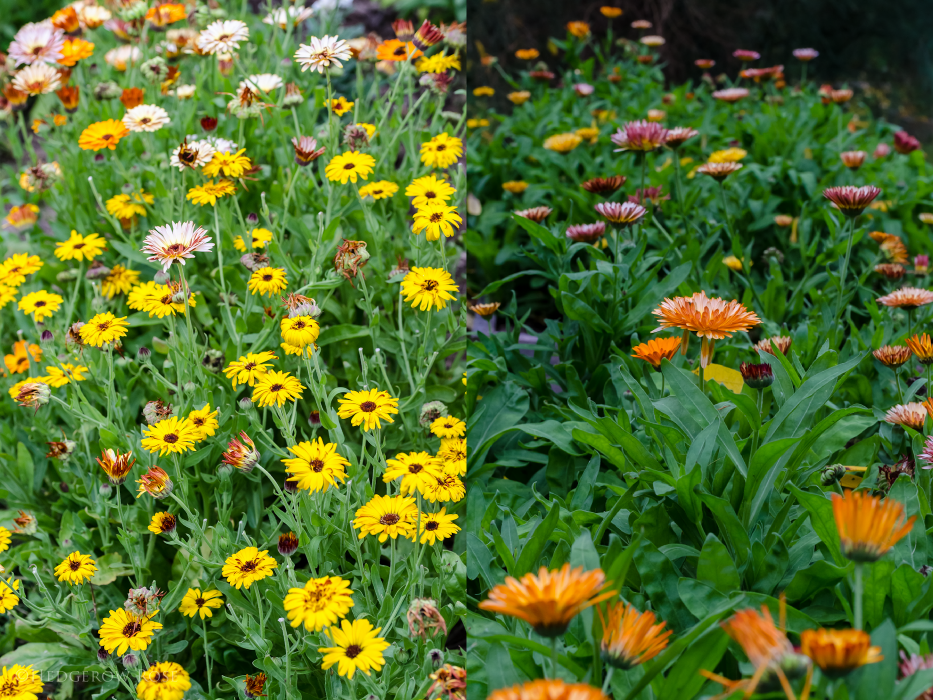 Calendula-officianalis-via-Hedgerow-Rose---4