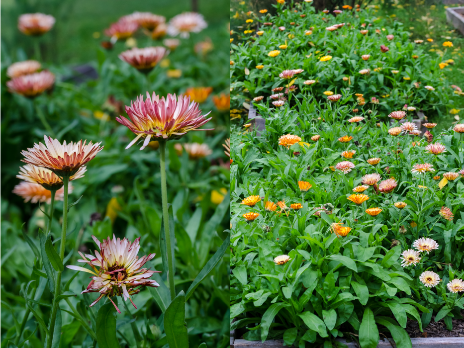 Calendula-officianalis-via-Hedgerow-Rose---5