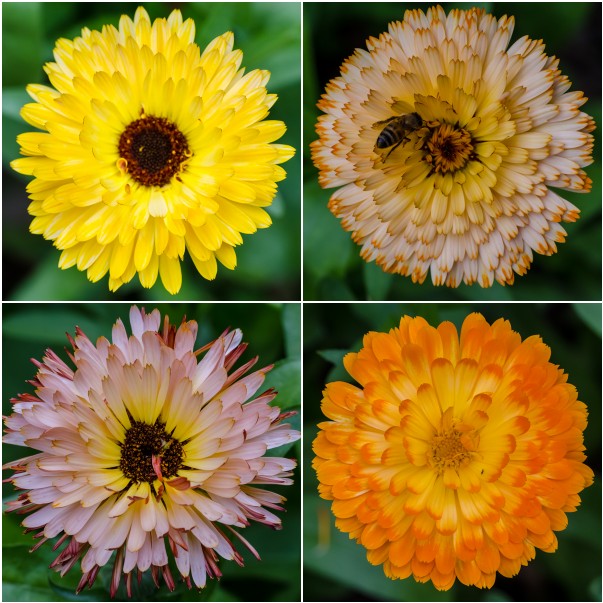 Calendula seeds for sale on HedgerowRose