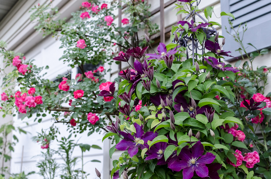 Clematis 10-1-1