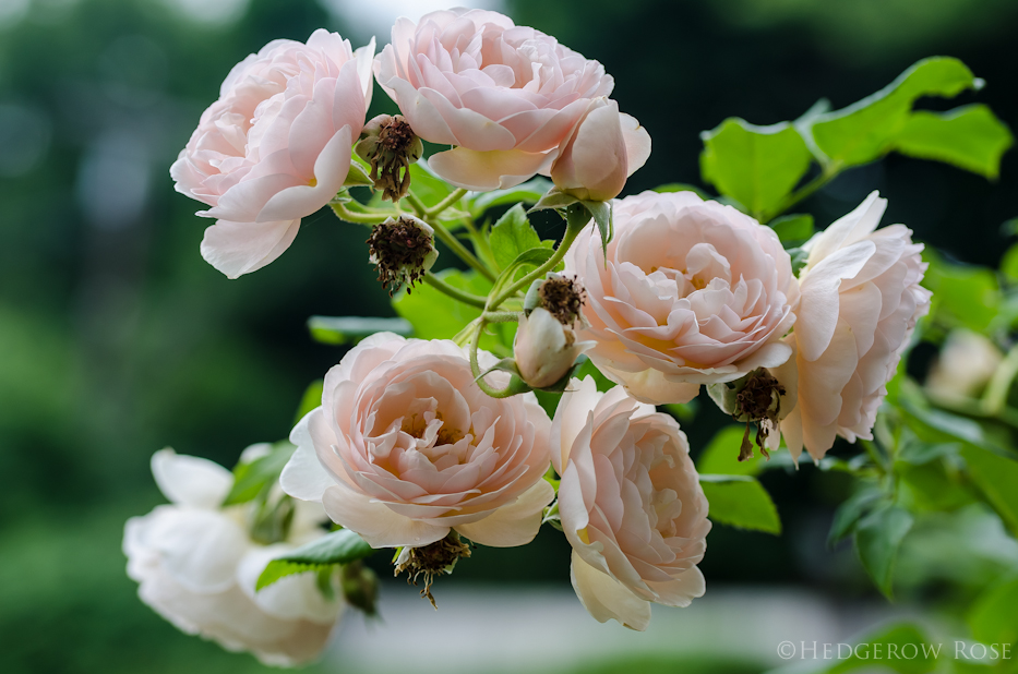 Heritage via Hedgerow Rose - 1