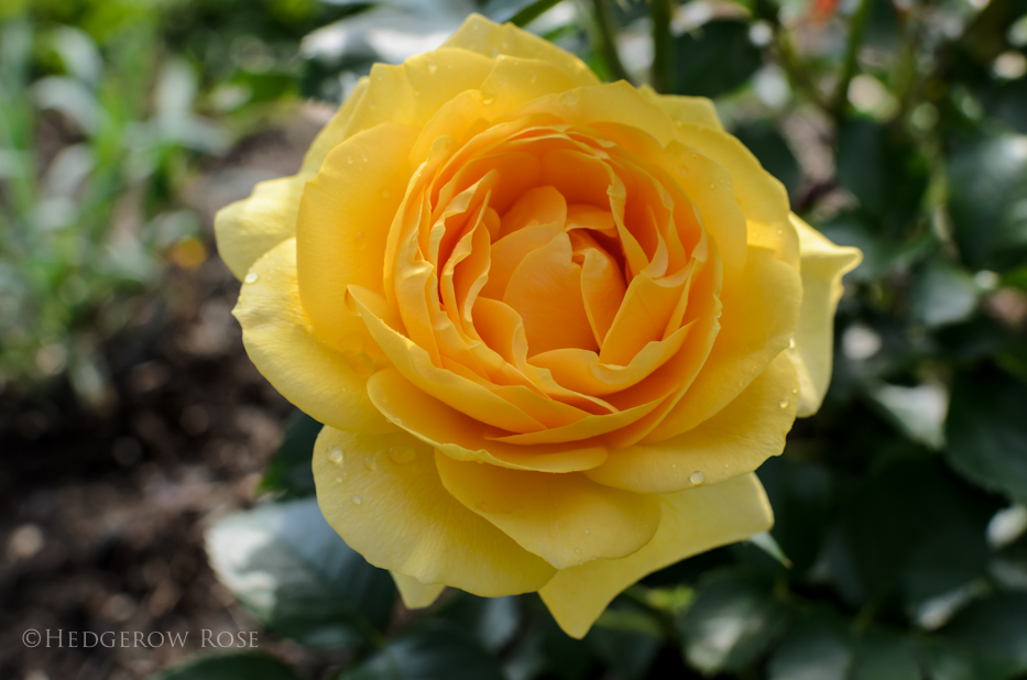 Julia Child via Hedgerow Rose - 1