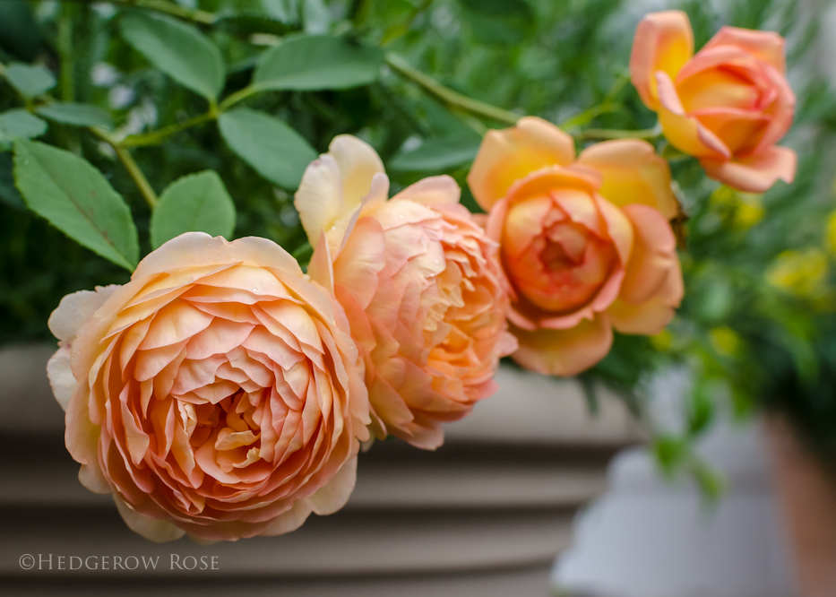 Growing ‘Lady of Shalott’ David Austin Rose