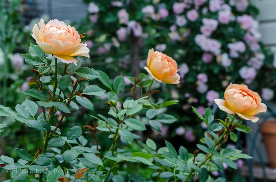 Lady of Shalott via Hedgerow Rose - 1