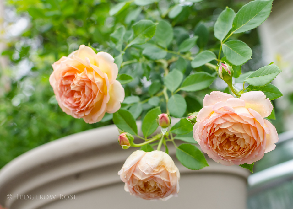 Lady of Shalott via Hedgerow Rose - 2