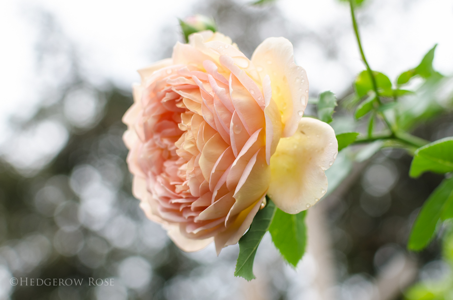 Lady of Shalott via Hedgerow Rose - 8