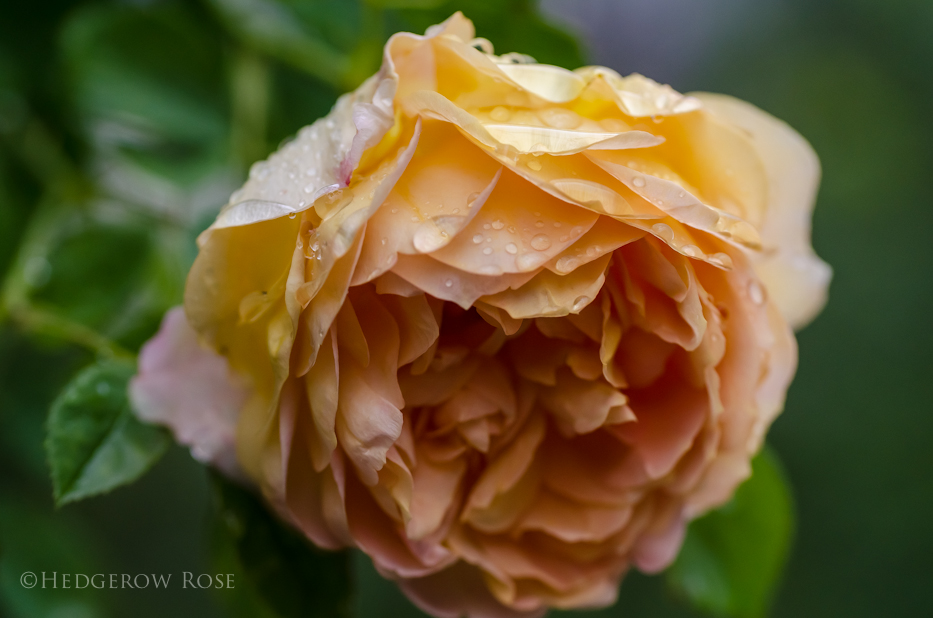 Lady of Shalott via Hedgerow Rose - 9