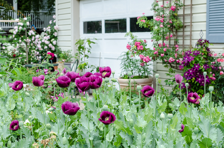 Lauren's Grape Poppies 13