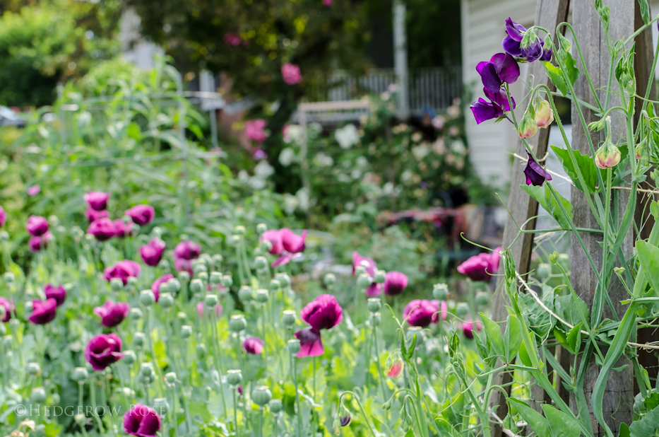 Lauren's Grape Poppies and Sweet Peas