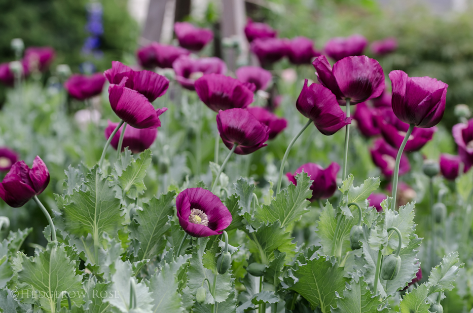 Lauren’s Grape Poppy Seeds (Papaver somniferum)