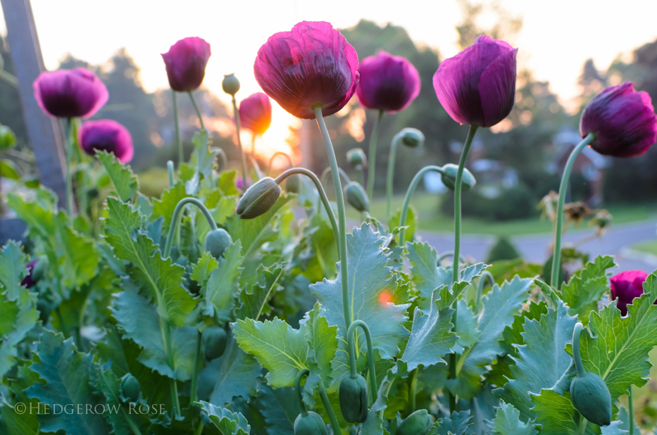 Lauren's Grape Poppy Seeds 8