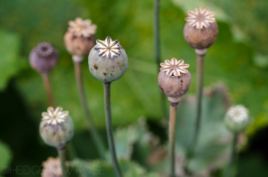 Lauren's Grape Poppy Seeds 9