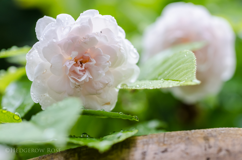 Marie Pavié via Hedgerow Rose - 2