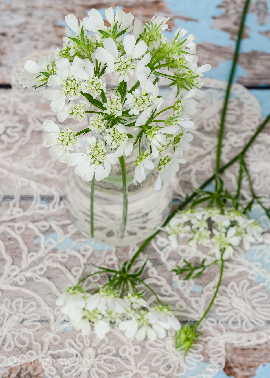 Orlaya Grandiflora White Lace Flower