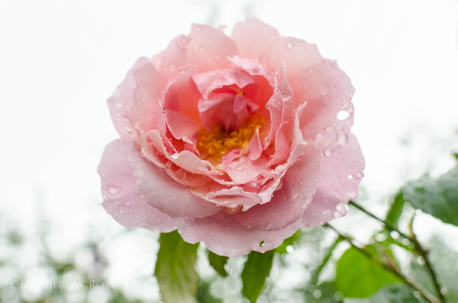 Roselia Community Day recap - Roses blooming in winter — Steemit