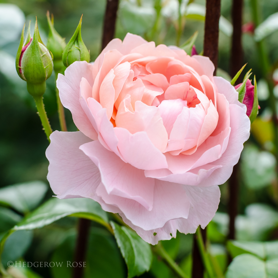 Strawberry Hill via Hedgerow Rose - 4