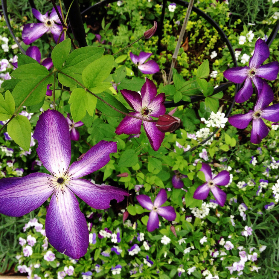 Venosa Violacea