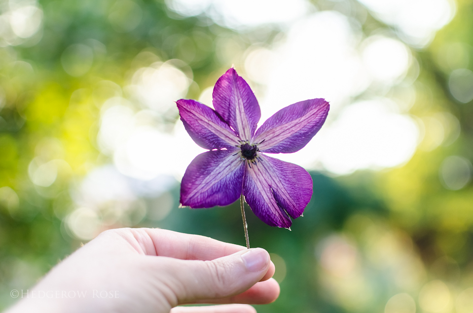 clematis 10-15-2