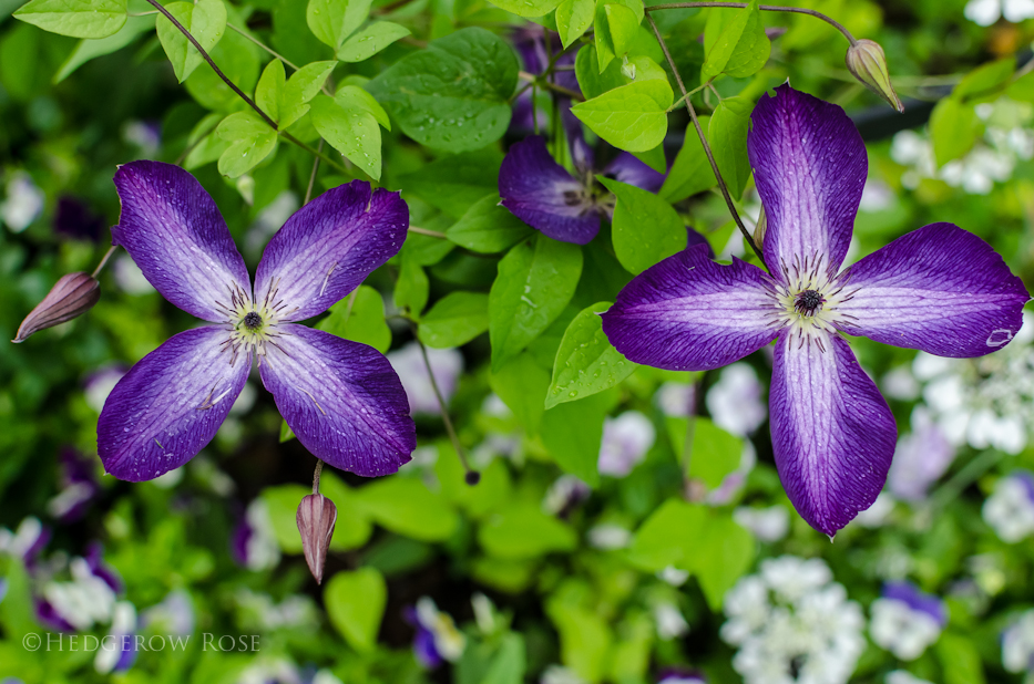 clematis 10-15-5