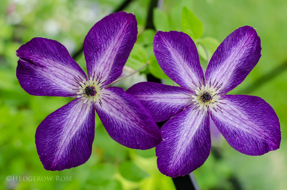 clematis 10-15-6