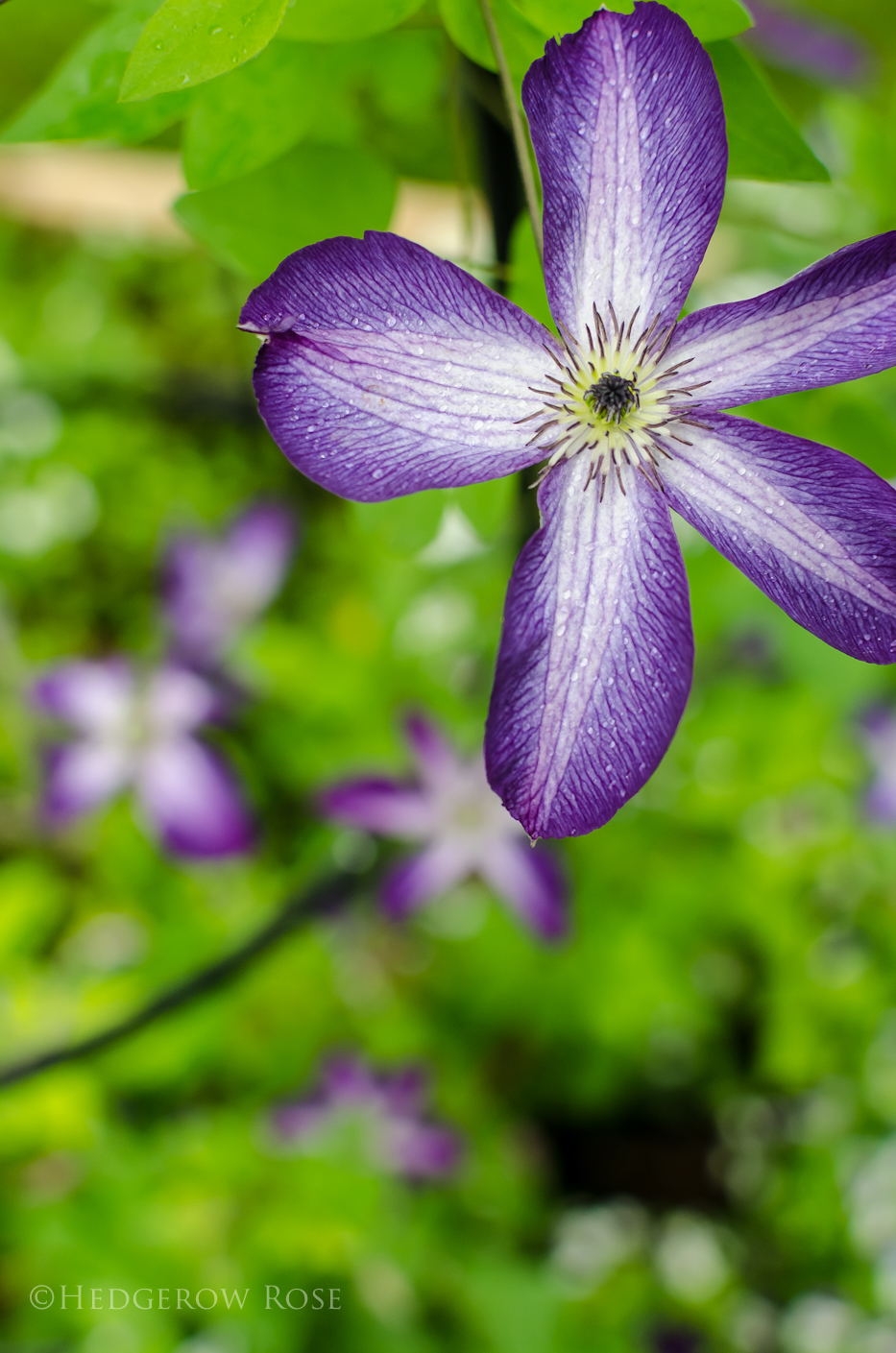 clematis 10-15-7