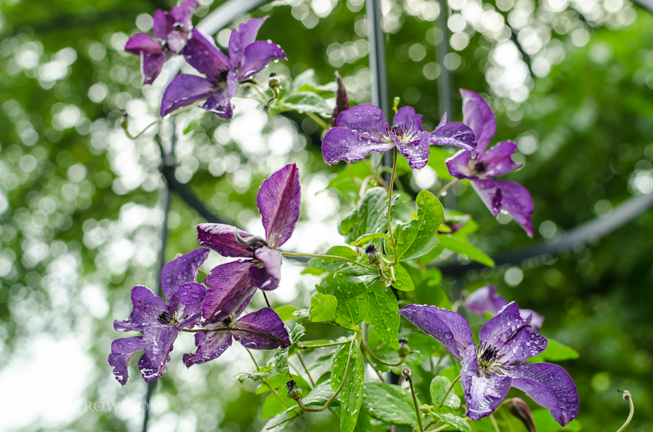 clematis 10-17-1