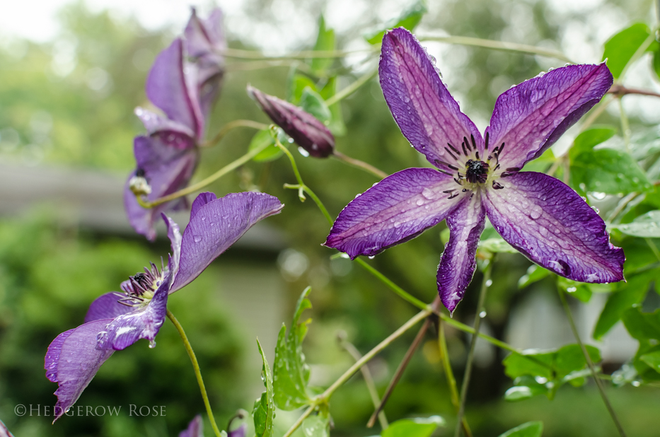 clematis 10-17-2