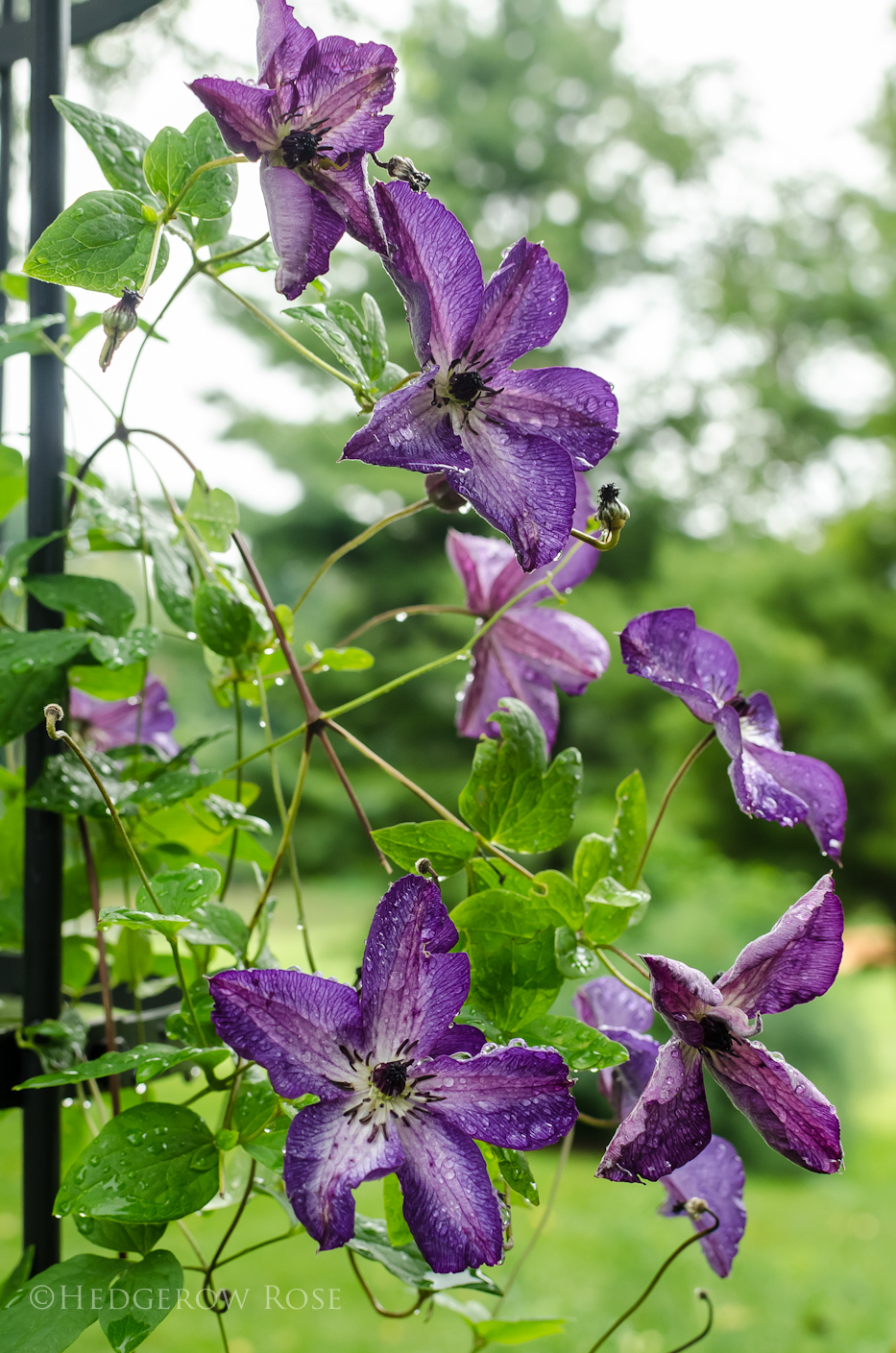 clematis 10-17-3