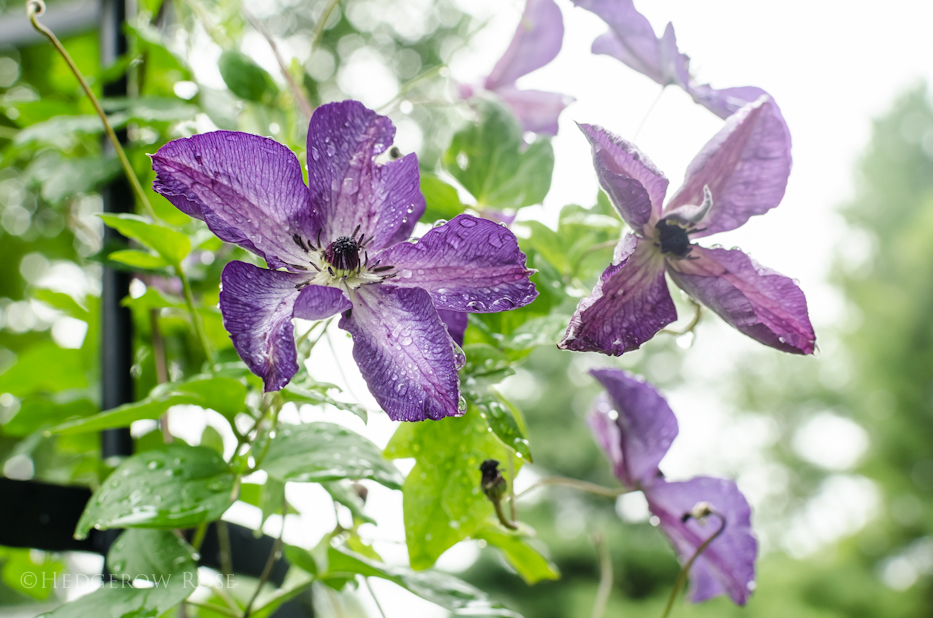 Loving these Clematis: Fleuri, Huldine, Niobe & Venosa Violacea