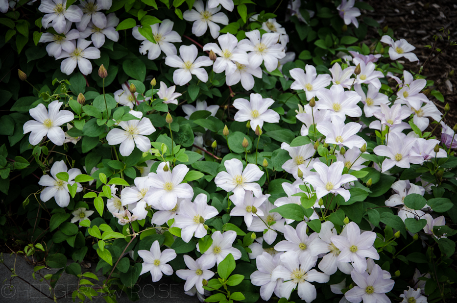 clematis huldine 11-25-1