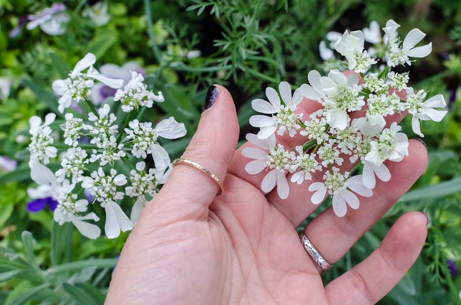 white lace flower