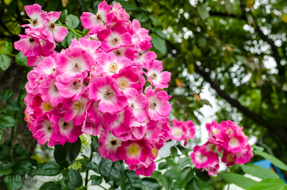 ‘American Pillar’ Hybrid Wichurana/Rambler Rose