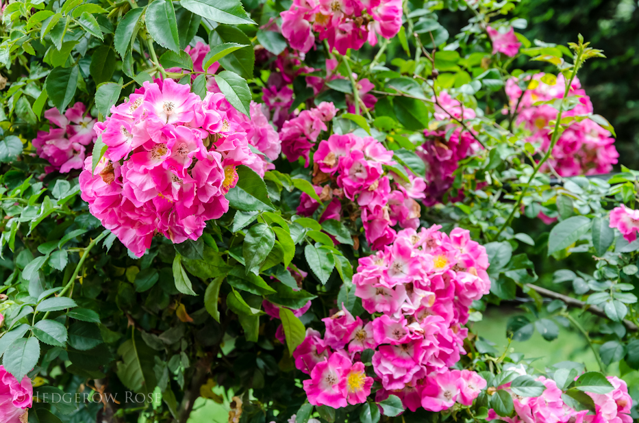 American Pillar Elizabeth Park Rose Garden 2