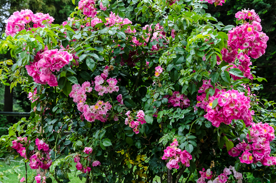 American Pillar Elizabeth Park Rose Garden