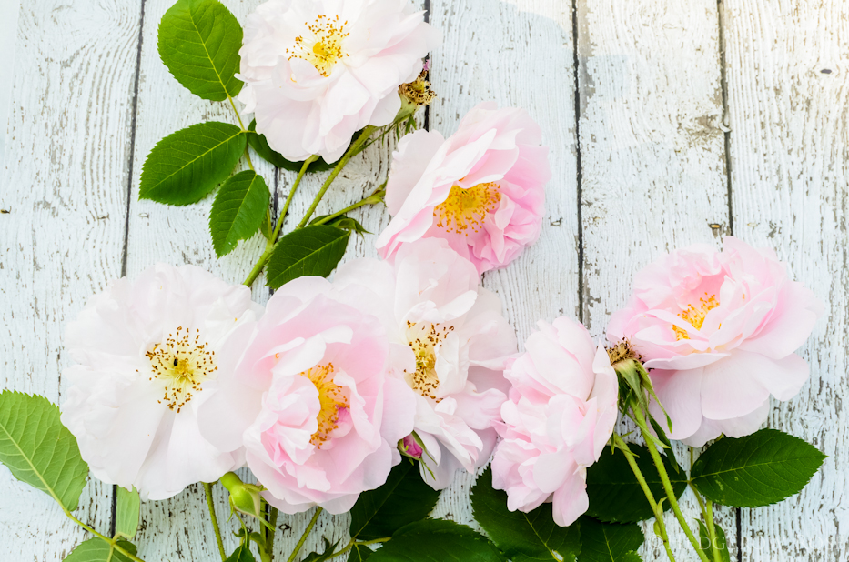 A Collection of Damask Roses: Bella Donna, Celsiana, Ispahan & Mme Hardy