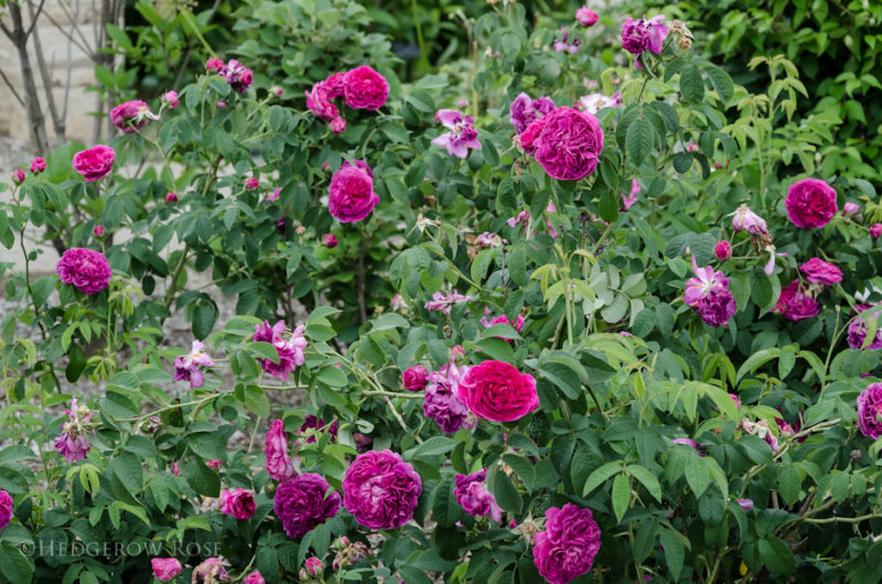 ‘Charles de Mills’ Gallica Rose – Hedgerow Rose®
