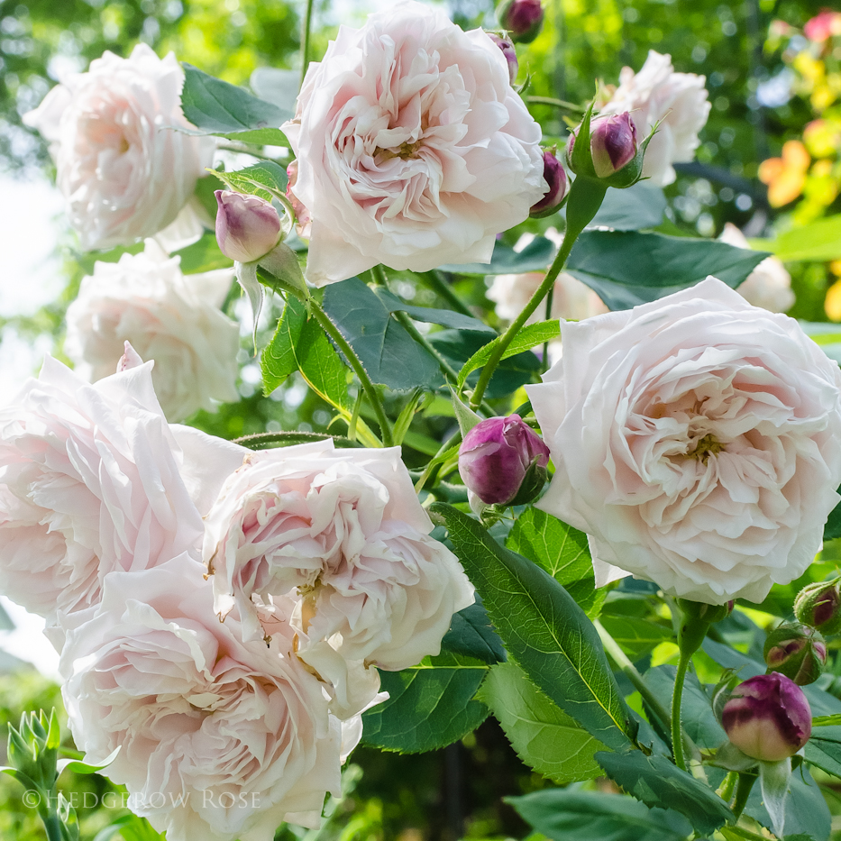 Growing ‘Comtesse de Rocquigny’ Bourbon Rose