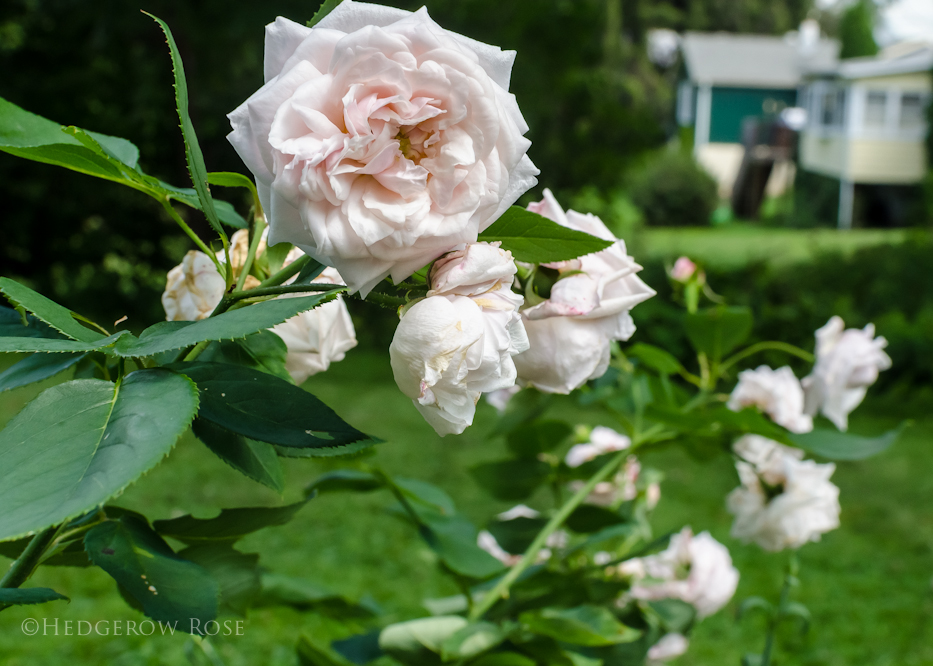 Comtesse de Rocquigny via Hedgerow Rose - 3