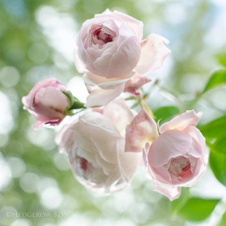 Comtesse de Rocquigny via Hedgerow Rose - 4