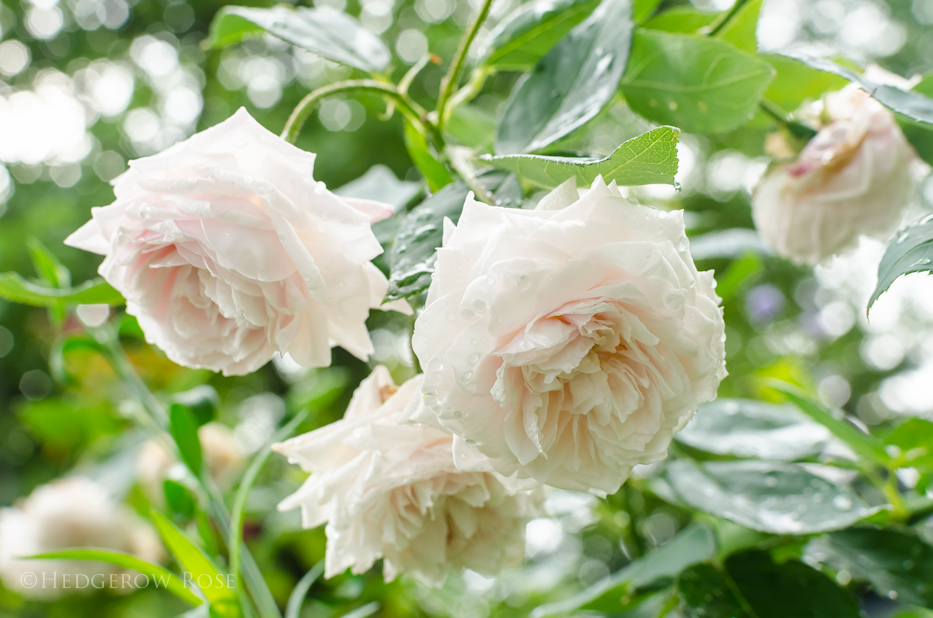 Comtesse de Rocquigny via Hedgerow Rose - 5