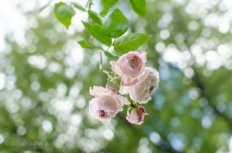 Comtesse de Rocquigny via Hedgerow Rose - 6