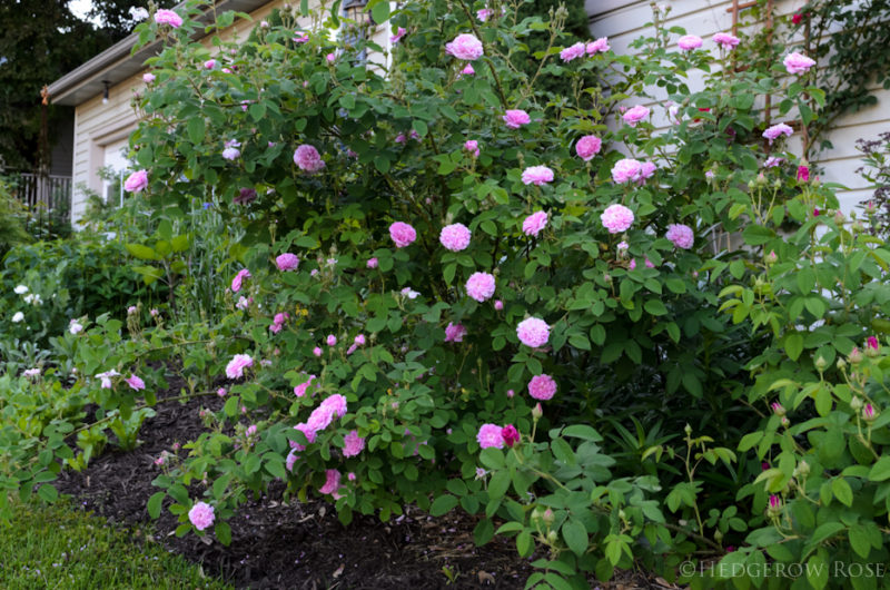 My Vibert Roses – Hedgerow Rose®