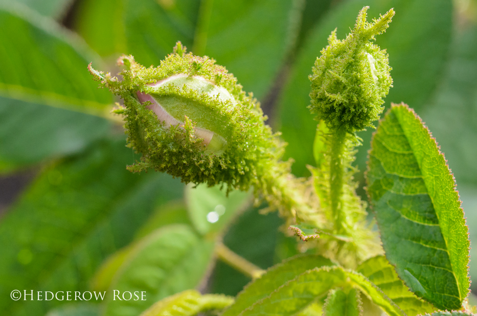 Common Moss May 2014 - 1