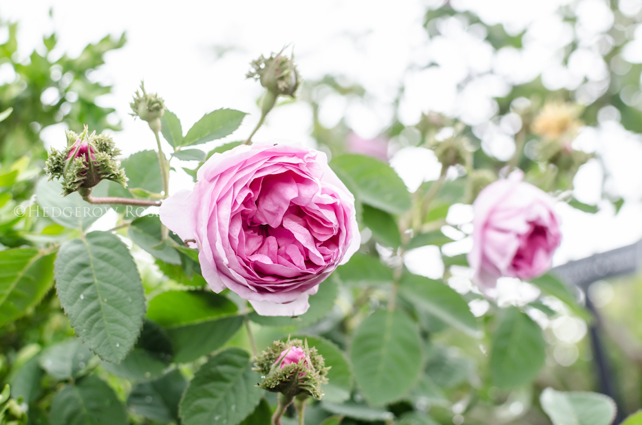 Crested Moss rose via Hedgerow Rose