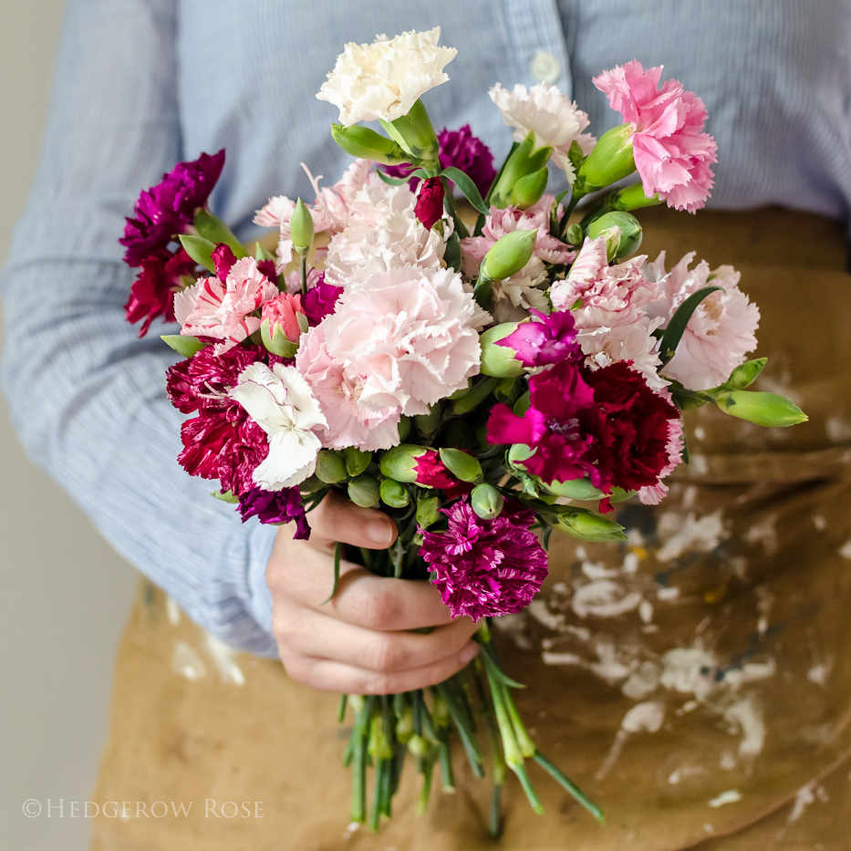 ‘Enfant de Nice’ Heirloom Carnations