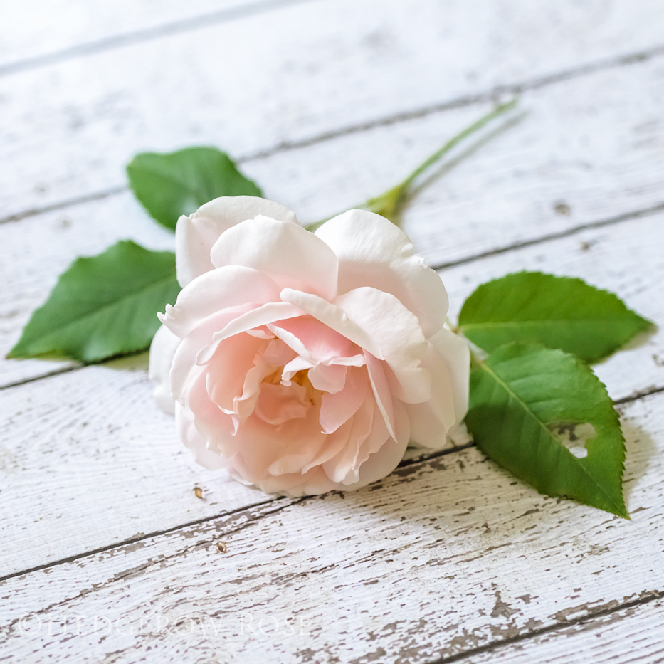 Giant Flower: Spellbound Rose -- Every Petal is Unique!