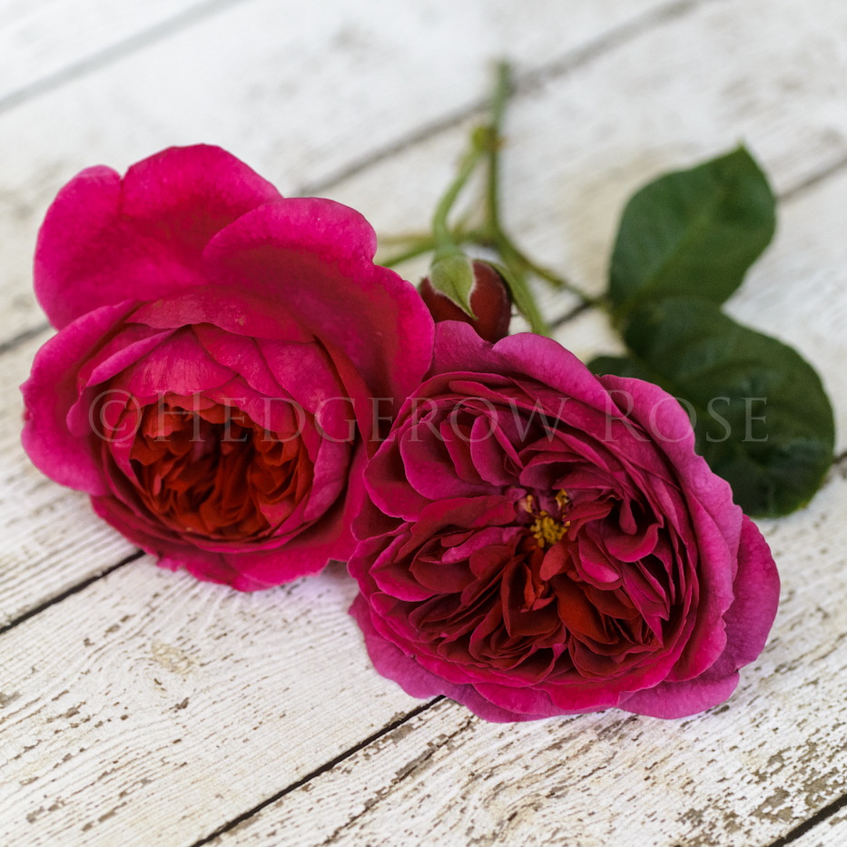 Picket Fence Rose - Magenta Wine